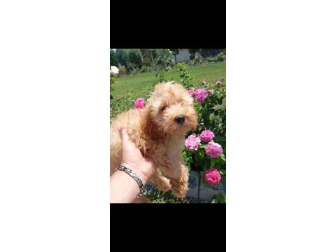 Harika kalitede maltipoo yavrularımız