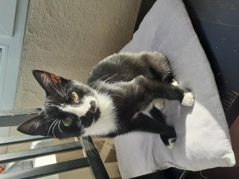 2 aylık yavru smokin tuxedo cinsi annesi öldü yuva olun