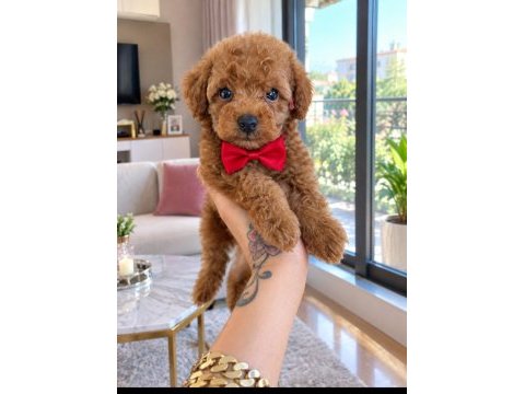 Poodle kurabiyeler