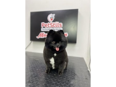 Kalite severler için pomeranian boo dişi