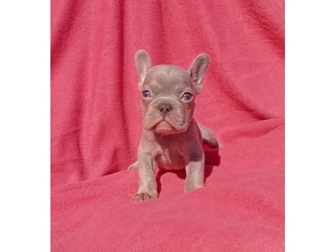 Ankara exotic french bulldog