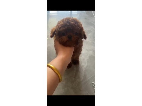 Kore toy poodle