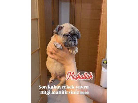 Son erkek french bulldog