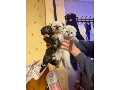Scottish fold yavrular 5 adet