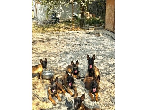 Süper belçika malinois yavruları ırk garantili