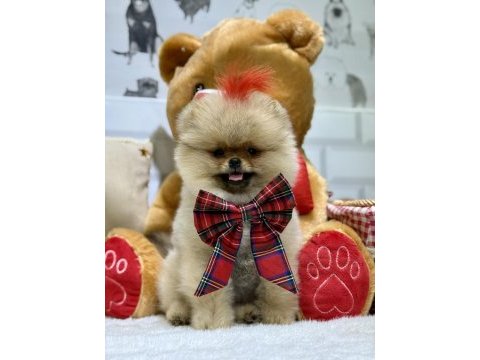 Show class efsane dişi pomeranian boo