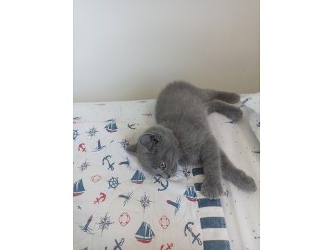 British shorthair safkan kedimiz