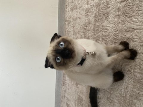 Blue point scottish fold 3,5 aylık