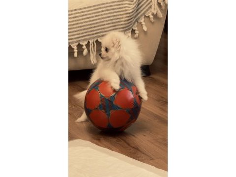 Mini boy pomeranian anne 2350 gr civarı baba 2 kg altında
