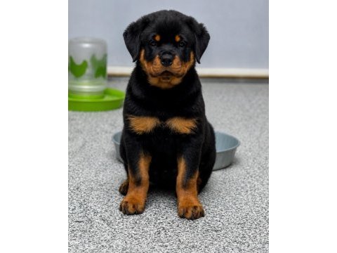 Dişi erkek rottweiler kapıda ödemeli güvenli sistem