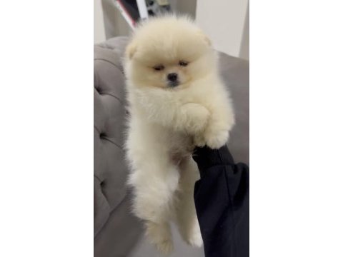 Güzeller güzeli pomeranian bebekler