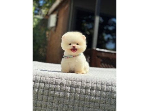 Ayıcık surat pomeranian yavrular