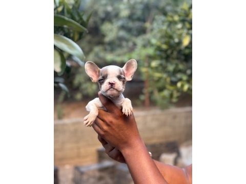 A kalite fransız bulldog yavrularımız