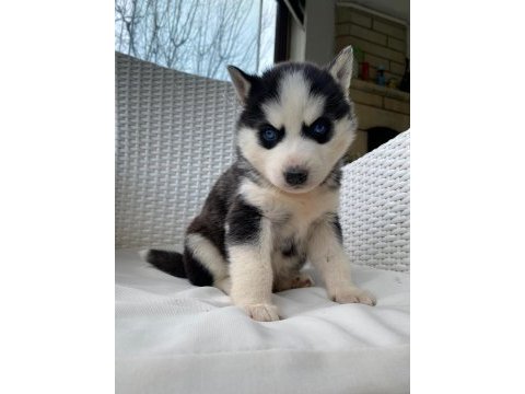 Orijinal veteriner kontrollü husky yavrularım