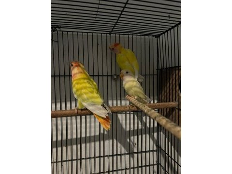 Yavru ve takım sevda cennet papağanı
