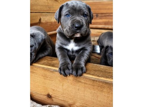 İtalyan mastif cane corso yavrularımız