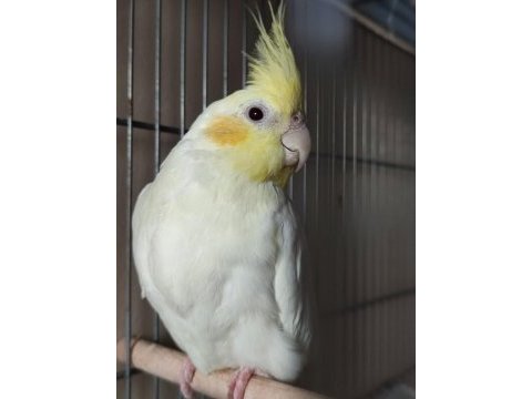 Pastel face damızlık erkek sultan papağanı