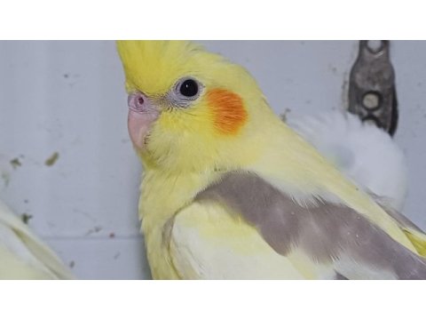 Ele aşık yavru sultan papağanı el besleme