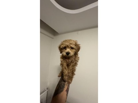 2.5 aylık maltipoo teacup