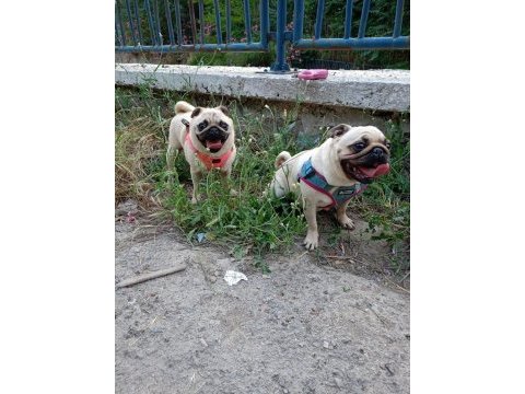 Ücretsiz pug