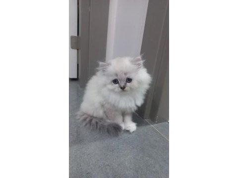 Minik oyuncu kedilerim