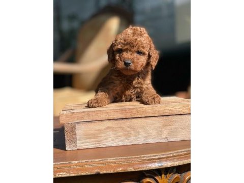 Poodle (red brown)