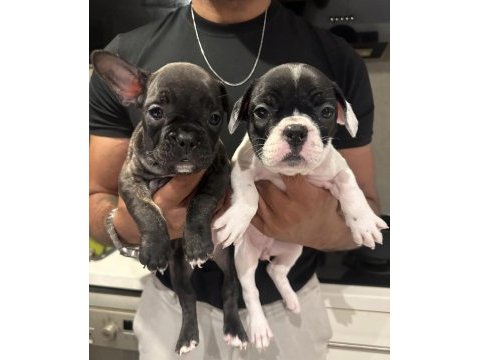 French bulldog 45 günlük