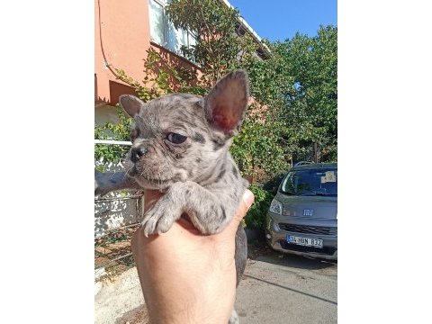 Anne altından eşsiz sağlıklı french bulldoglar