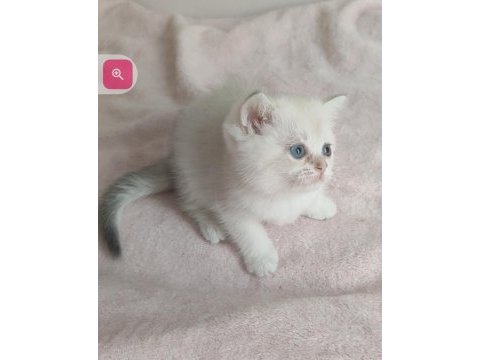 Şafkan british shorthair