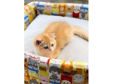 British shorthair ny12