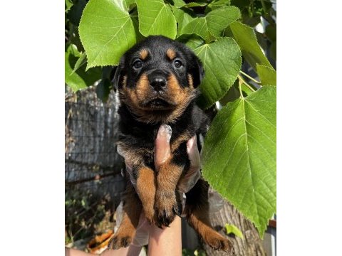 Safkan koca kafa rottweiler yavrularımız