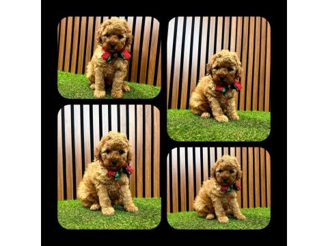 Toy poodle yavru köpeklerimiz