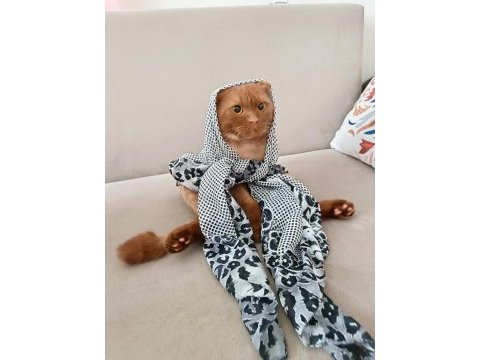 Ücretsiz scottish fold kedisini sahiplendirme