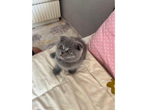 Scottish fold kedimiz bebeklerimiz yeni yuvalarını arıyor
