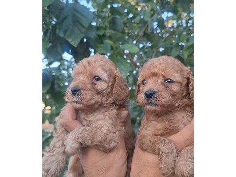 Kaliteli poodle yavrular mevcut her tonda