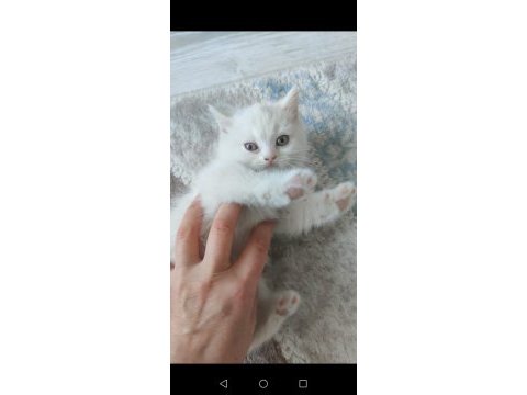 Kedilerimi sahiplendirmek istiyorum