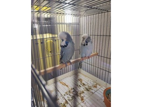 Vasıflı show jumbo muhabbet kuşu takımlar