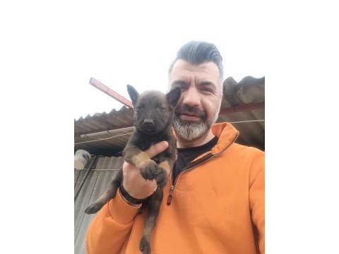 Belçika kurdu yavruları için ulaşın