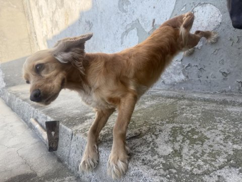 İngiliz cocker köpeğimiz
