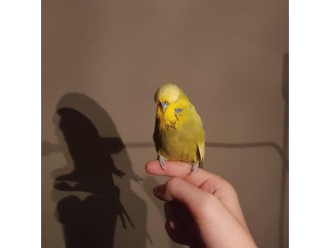 Show jumbo muhabbet kuşu erkek