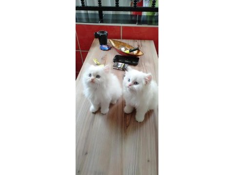 Chinchilla minnoşlara acil yuva aranıyor