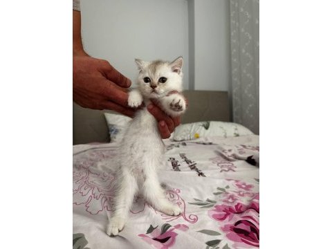 2 bucuk aylık yavrular tek veya toplu sahiplendirilecek