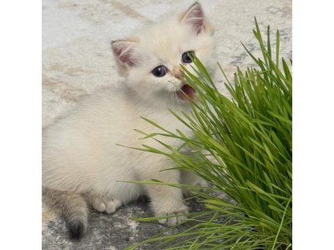 British shorthair yavruları 