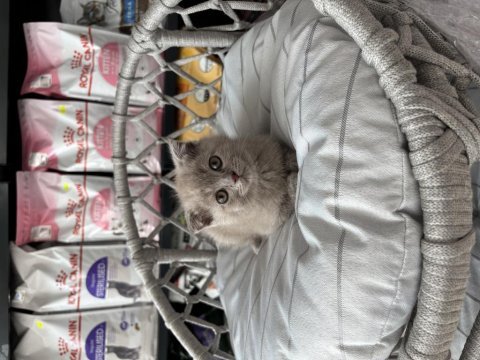 Erkek dişi bebek kedilerimiz