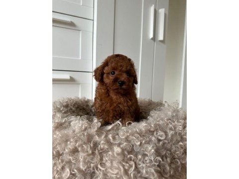 Toy poodle (kilo garantili sağlıklı yavrularım)