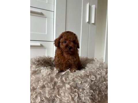 Toy poodle (kilo garantili sağlıklı yavrularım)