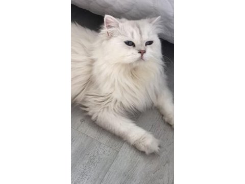 British longhair silver point erkek