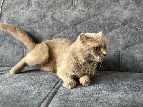 Dişi scottish kedi