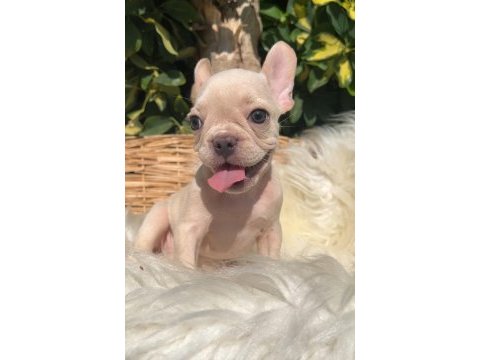 Exotic renk french bulldog yavrularım