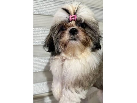 A şesece shıh tzu çocuklarımız hazır